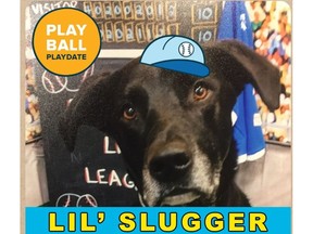 Jasper the dog, aka li'l slugger, is excited for baseball season.