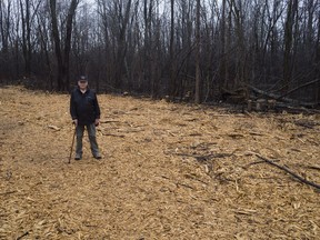Britannia Village resident and advocate for Mud Lake, Herb Weber, stands amidst the mulch left behind by massive tree-cutting done by the NCC on the Mud Lake path.