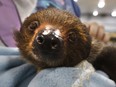 Melodie Drolet feeds a sloth at Little Ray's Reptile Zoo at the Nepean Sportsplex in Ottawa Friday April 6, 2018.