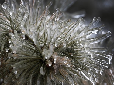 A ice covered tree during a ice storm in Ottawa Monday April 16, 2018. Tony Caldwell