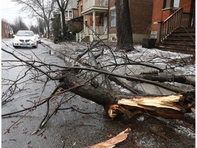 A tree branch lies on a street in Sandhill in Ottawa Tuesday April 17, 2018. There was a lot of cleanup to do in Ottawa after an ice storm Monday.