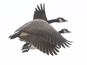Two geese fly over the Experimental Farm.