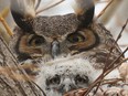 One of the baby owlets rescued Monday by arborist Trevor Miazga on Petrie Island.