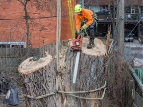 Lumberjack Rob Barr from Stittsville lowers his chainsaw to the ground from the top of the stump of the 118 year old Cottonwood tree behind 63 Rochester St. which is being cut down after much deliberation as to whether or not the tree is a danger to the neighbouring properties.