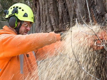 Jim Carpenter lets the wood chips fly as he chainsaws near the base of the 118 year old Cottonwood tree behind 63 Rochester St which is being cut down after much deliberation as to whether or not the tree is a danger to the neighbouring properties.