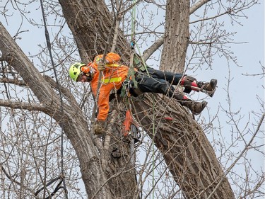 Lumberjack Rob Barr from Stittsville gets set to cut a portion of the 118 year old Cottonwood tree behind 63 Rochester St. which is being cut down after much deliberation as to whether or not the tree is a danger to the neighbouring properties.