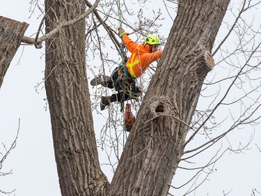 Lumberjack Rob Barr from Stittsville gets set to cut a portion of the 118 year old Cottonwood tree behind 63 Rochester St. which is being cut down after much deliberation as to whether or not the tree is a danger to the neighbouring properties.