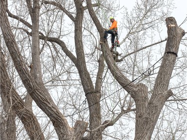 Lumberjack Rob Barr from Stittsville gets set to cut a portion of the 118 year old Cottonwood tree behind 63 Rochester St. which is being cut down after much deliberation as to whether or not the tree is a danger to the neighbouring properties.