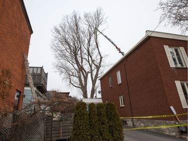 The 118 year old Cottonwood tree behind 63 Rochester St. is cut down after much deliberation as to whether or not the tree is a danger to the neighbouring properties.