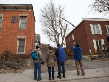 Neighbours watch as the 118 year old Cottonwood tree behind 63 Rochester St. is cut down after much deliberation as to whether or not the tree is a danger to the neighbouring properties.