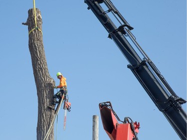Lumberjack Rob Barr from Stittsville gets set to cut a portion of the 118 year old Cottonwood tree behind 63 Rochester St. which is being cut down after much deliberation as to whether or not the tree is a danger to the neighbouring properties.