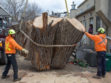 Work crews from Manotick Tree Movers struggle with a portion of the bottom from the 118 year old Cottonwood tree behind 63 Rochester St. that was cut down after much deliberation as to whether or not the tree is a danger to the neighbouring properties.