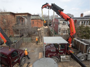 Work crews from Manotick Tree Movers are nearly finished as the 118 year old Cottonwood tree behind 63 Rochester St. is cut down after much deliberation as to whether or not the tree is a danger to the neighbouring properties.