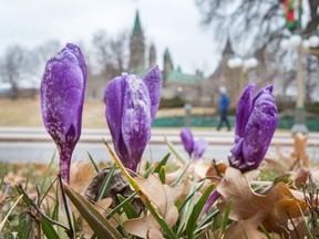 Some sad looking crocuses (or croci) on a traffic median near Major's Hill Park could use some warm sunshine as cold temperatures continue to dominate the region.