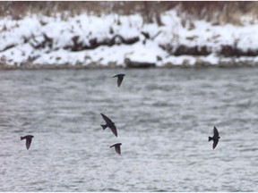 Birds have a lot more difficulty with freezing rain than piles of late snow because everything is covered with ice, and it is more difficult to find food.