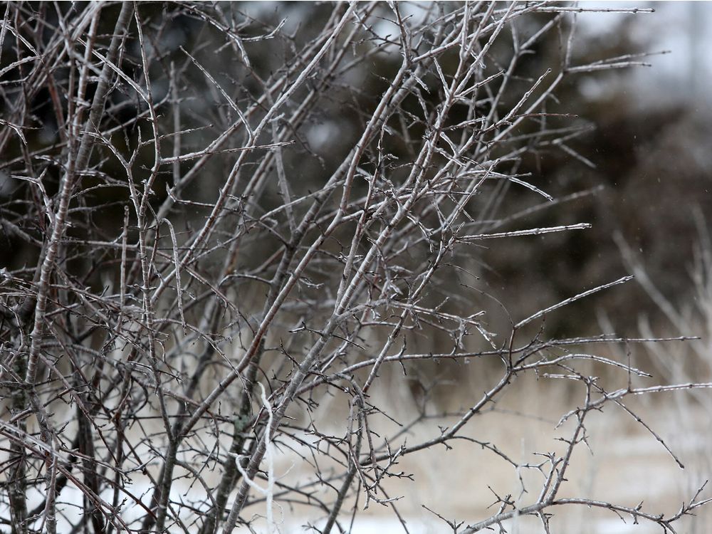 Freezing Rain In Ottawa Causes Traffic Delays, Power Outages | Ottawa ...