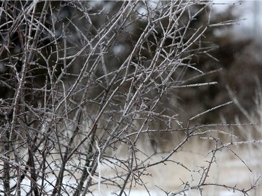 Ice coated some trees in Napanee during a major winter storm that hit much of southern Ontario over the weekend, causing poor driving conditions across the Kingston region.