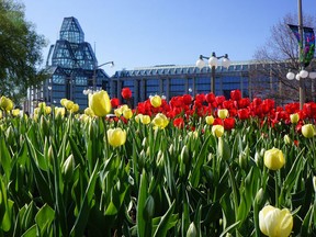 The Canadian Tulip Festival, featuring over 250,000 tulips, runs from May 11 to 21 at several Ottawa venues.