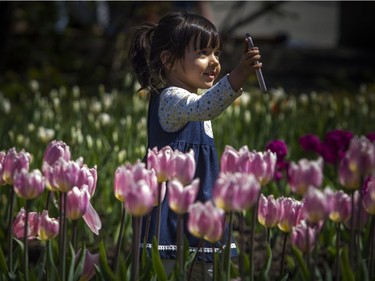 Two-year-old Olivia Lauze walks around with her moms phone taking pictures of the tulips at the Canadian Tulip Festival in Major's Hill Park Sunday May 13, 2018.
