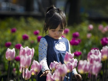 Two-year-old Olivia Lauze at the Canadian Tulip Festival in Major's Hill Park Sunday May 13, 2018.