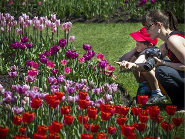 Chandra Wiegand and her son eight-year-old Caleb Boschin enjoyed taking some photos of the tulips at the Canadian Tulip Festival in Major's Hill Park Sunday May 13, 2018.