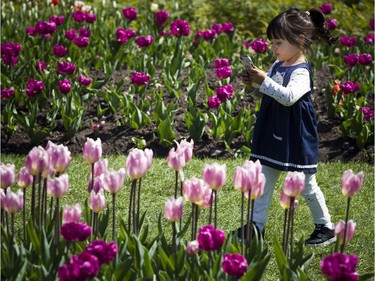 Two-year-old Olivia Lauze walks around with her moms phone taking pictures of the tulips at the Canadian Tulip Festival in Major's Hill Park Sunday May 13, 2018.