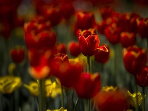 FILES: Beautiful tulips bloomed at the Canadian Tulip Festival in Major's Hill Park Sunday May 13, 2018.