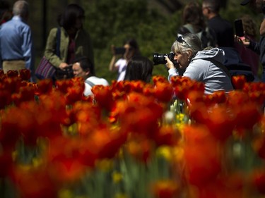 People take photographs at the Canadian Tulip Festival in Major's Hill Park Sunday May 13, 2018.