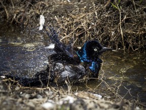 A bird takes a bath in the sun along the Rideau River Sunday May 20, 2018.