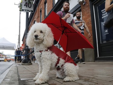 Prada the dog wears an umbrella to stay dry at the Great Glebe Garage Sale in Ottawa on Saturday, May 26, 2018.   (Patrick Doyle)  ORG XMIT: 0527 glebe garage sale 01