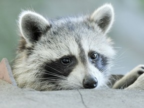 A raccoon.