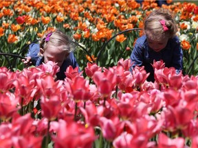 Ivey Callery (L) and twin sister Avah Callery, 3 years old, enjoy the tulips at Dow's Lake in Ottawa, May 11, 2018.