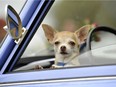 Owners who leave their pets in vehicles can face charges under the Ontario SPCA Act or the Criminal Code.