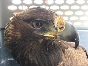 This young eagle was rescued Sunday by two RCMP officers on B.C.'s central coast. The bird was found with a broken wing and in distress along a creek before being scooped up by officers.
