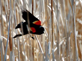 FILE -a male red-winged black bird