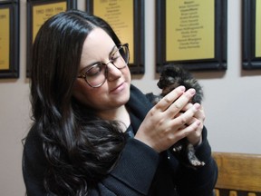 Mellissa Alepins of Tiny But Mighty Kitten Rescue brought a very young kitten to the Cornwall city council meeting while councillors discussed the potential policies of a new cat bylaw on Monday May 14, 2018.