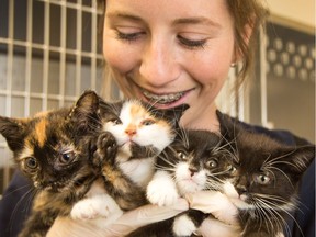 Vet technician Fanny Brisson holds a few of the thirty young cats that were brought to the Ottawa Humane Society shelter Thursday.