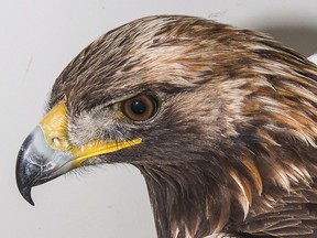 A golden eagle is shown at the Cobequid Wildlife Rehabilitation Centre in Hilden, N.S., in this recent handout photo.