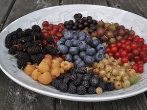 This undated photo shows a bowl of berries grown and harvested in New Paltz, N.Y. Berries are the quintessential summer fruit but, with choice of appropriate varieties, raspberries, blackberries, and blueberries can go on to yield their delectable bounty into fall. (Lee Reich via AP)