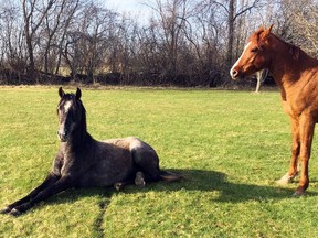 Horses escaped from a farm in Tyendinaga Township northeast of Belleville, Ont. occupy another property Tuesday, May 1, 2018.