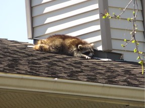 Eric Stephen woke up Monday May 7 2018 to find this sick-looking raccoon lying on the roof of his Nepean house. Brendan Shykora.