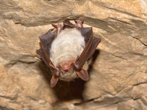 Greater mouse-eared bat , also known as Myotis myotis. (Getty Images)