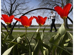 Roger McCullough took advantage of the sunny day and went to see the tulips near Dow's Lake in Ottawa Wednesday May 9, 2018. The Ottawa Tulip Festival starts this Friday in Ottawa.