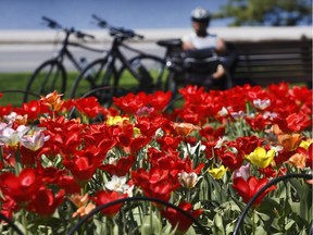 A woman rests on a park bench near Dow's Lake and thousands of tulips.