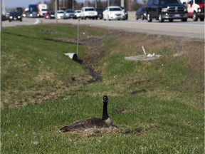 On Wed. May 2, motorists east-bound on the Queensway noticed a Canadian Goose atop a nest percariously placed in the grass where the exit ramp for Wooderoffe Ave. parts with the highway.   Raven McCoy/Post Media