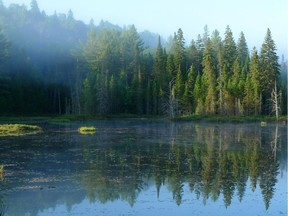 The pristine wilderness of Algonquin Provincial Park. More and more, science is finding that exposure to nature –even in small amounts – helps our health.