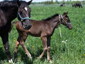A mare keeps watch over her foal as the spring crop of about a dozen foals at the RCMP musical ride's breeding farm near Pakenham have been named in a contest by the public and will be introduced to the public shortly.