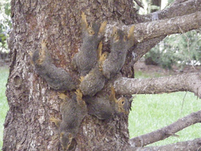 Six young squirrels stuck together.