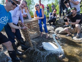 Councillors Diane Deans (right), Riley Brockington (2nd from left), Mark Taylor (hidden) and David Chernushenko (left) were on hand to officially release the last pair of Royal Swans onto the Rideau River at Brewer Park. The remaining swans were released earlier in the day.
