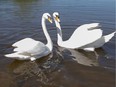 Royal Swans on the Rideau River at Brewer Park in 2018.